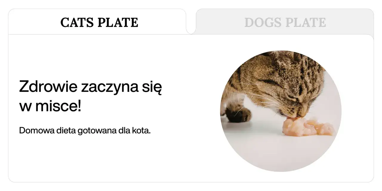 Kot zajada domowe gotowane mięso dla kota. Zdrowie zaczyna się w misce!