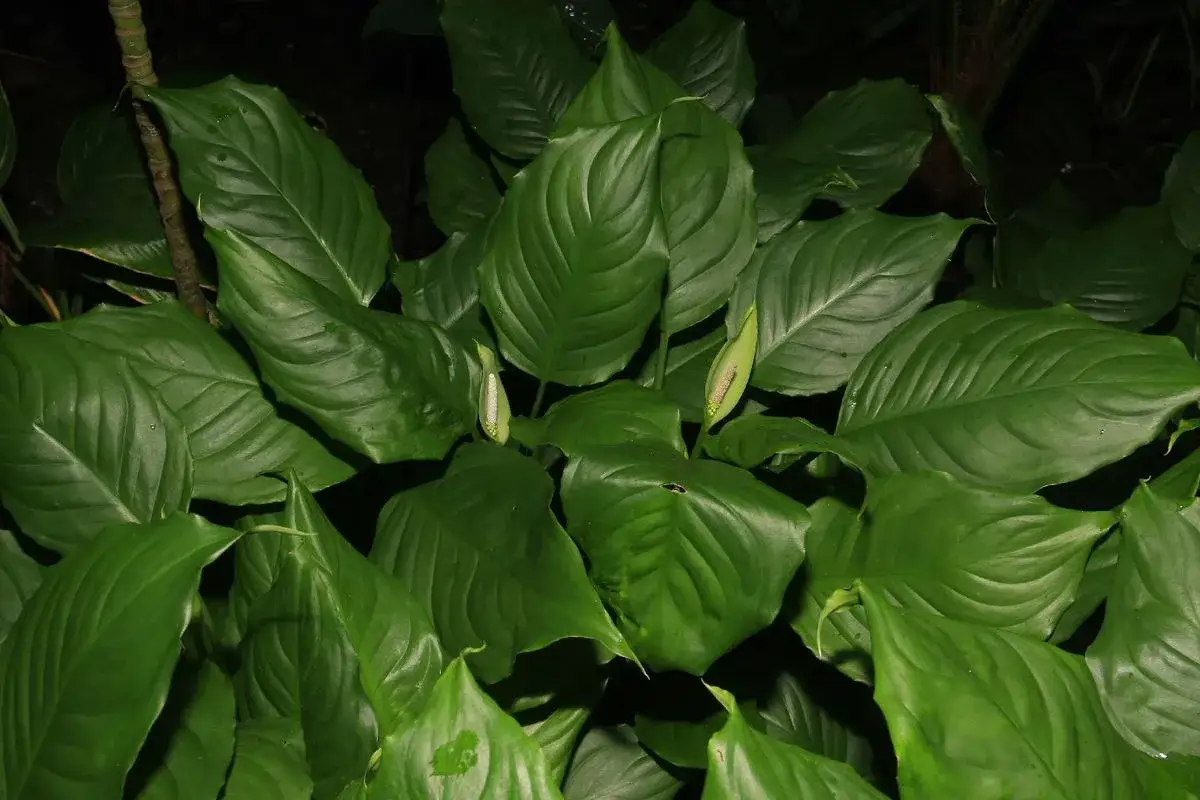 Gęsta aglaonema z dwoma białymi kwiatami. Wygląda jakby kot schował się wśr&oacute;d liści.