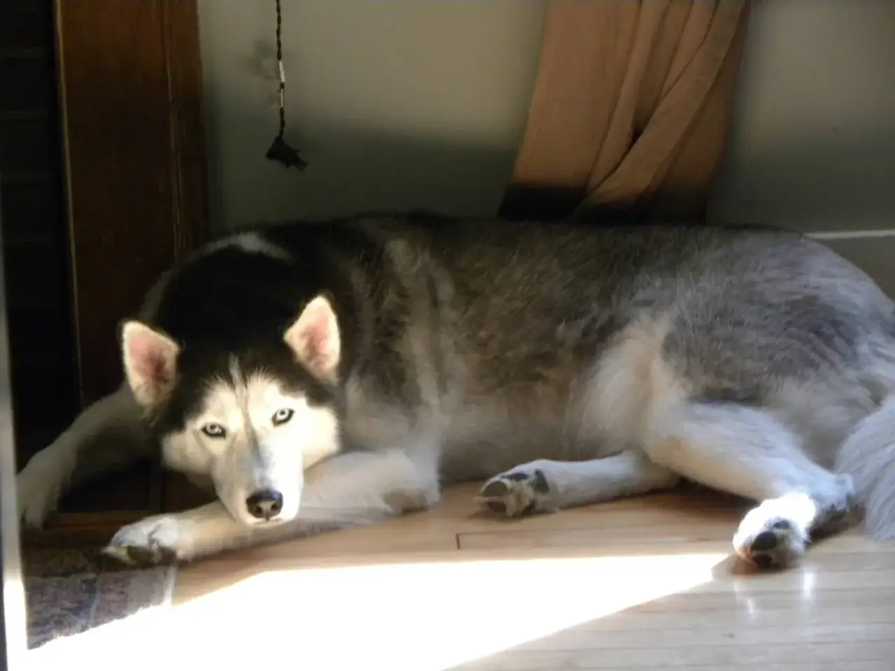 Siberian husky z gęstym, szarym podszerstkiem leży na drewnianej podłodze, odpoczywając w promieniach słońca.