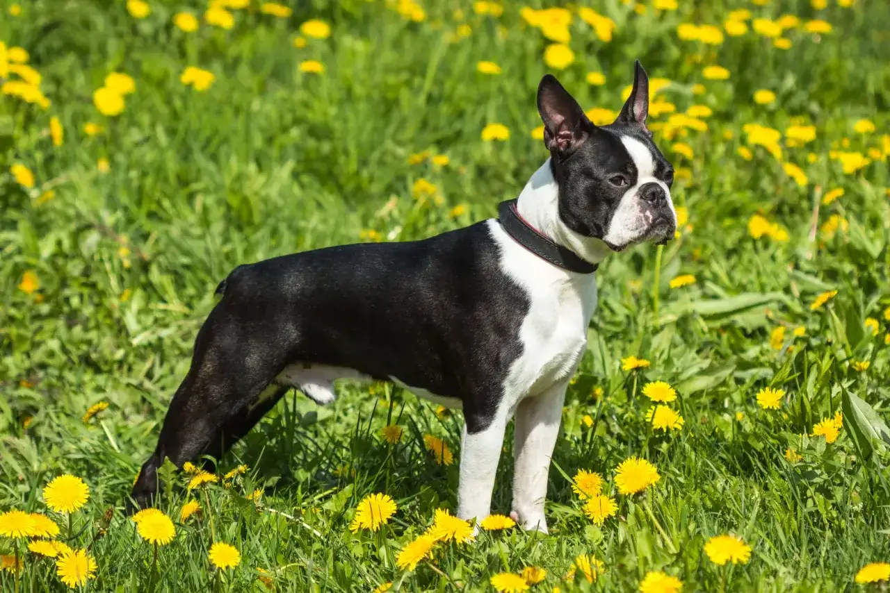 Czarno-biały boston terrier stoi na łące pełnej żółtych mniszków. Jego waga jest idealna do aktywności.