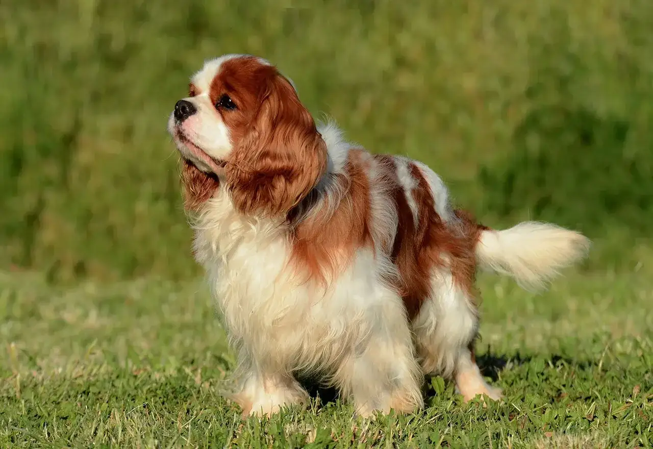 Cavalier king charles spaniel usposobienie: pies o łagodnym spojrzeniu, wesoło merdający ogonem, gotowy na pieszczoty.
