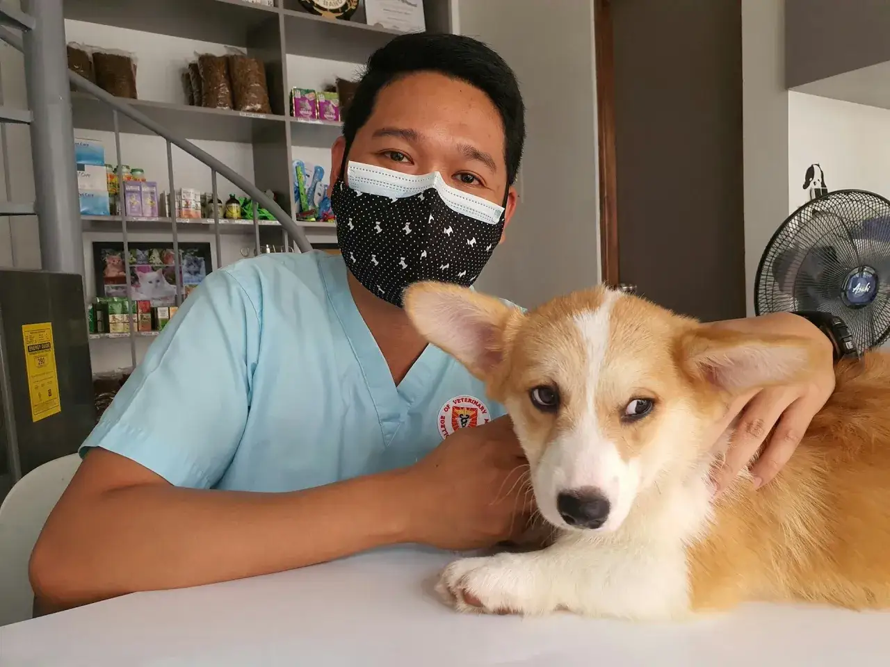 Weterynarz z maską na twarzy obejmuje uroczego corgi. Piesek wygląda na lekko zestresowanego, być może z powodu wysokiej lipazy u psa.