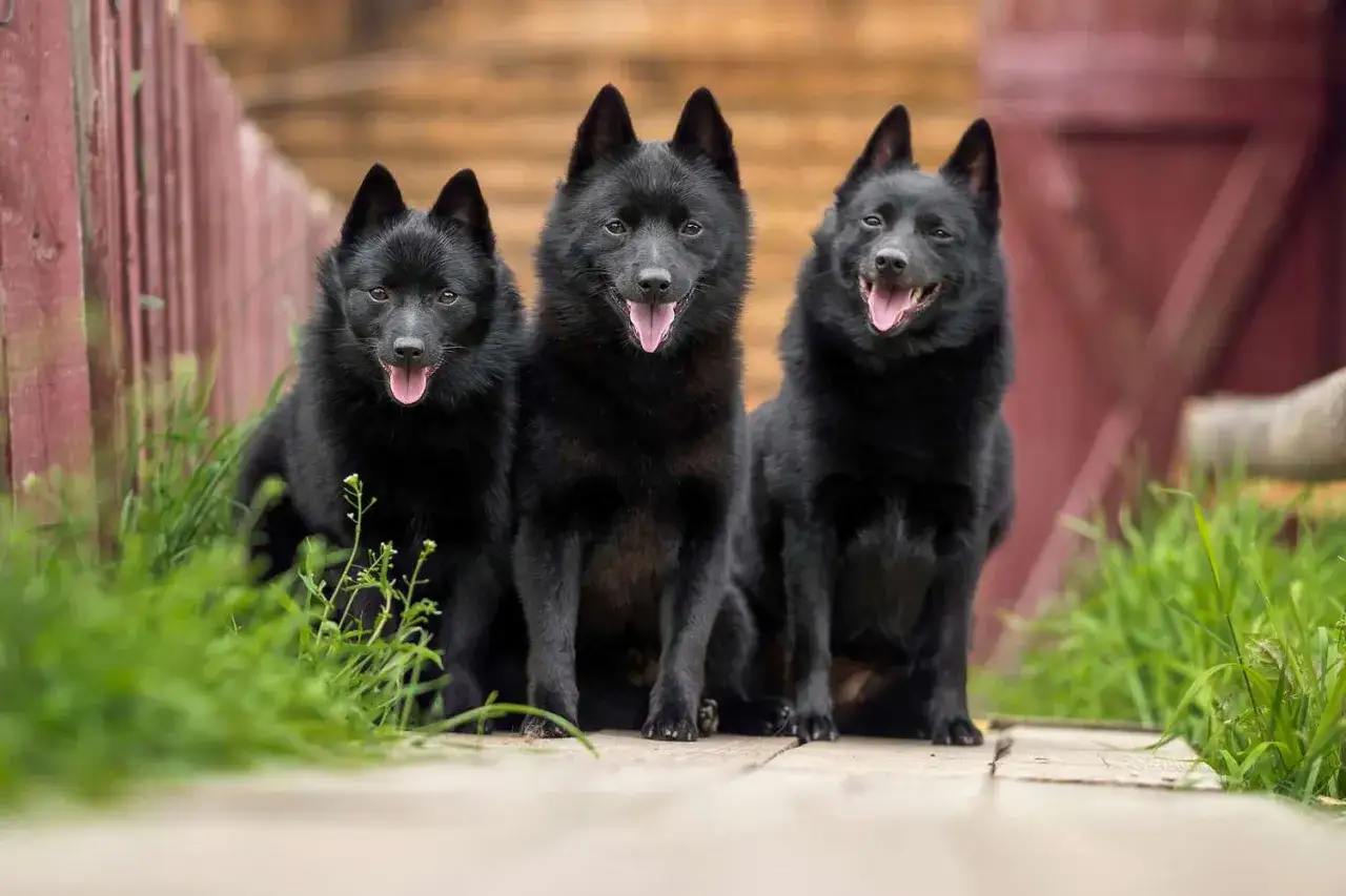 Trzy czarne rasy ps&oacute;w, Schipperke, siedzą razem na drewnianej ścieżce, otoczone zieloną trawą.