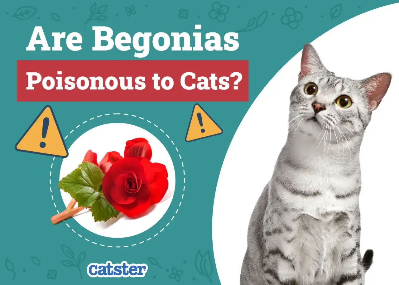 Czy begonia jest trująca dla kota? Czerwona begonia i ciekawski kot na tle grafiki z ostrzeżeniem.