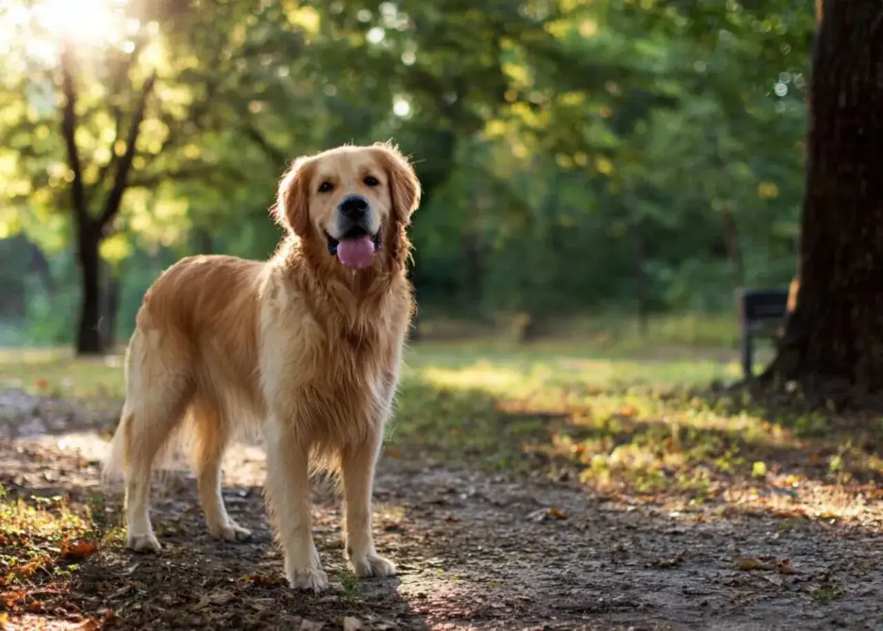 Piękny golden retriever po polsku, z językiem na wierzchu, stoi na ścieżce w parku, otoczony zielenią i słońcem.