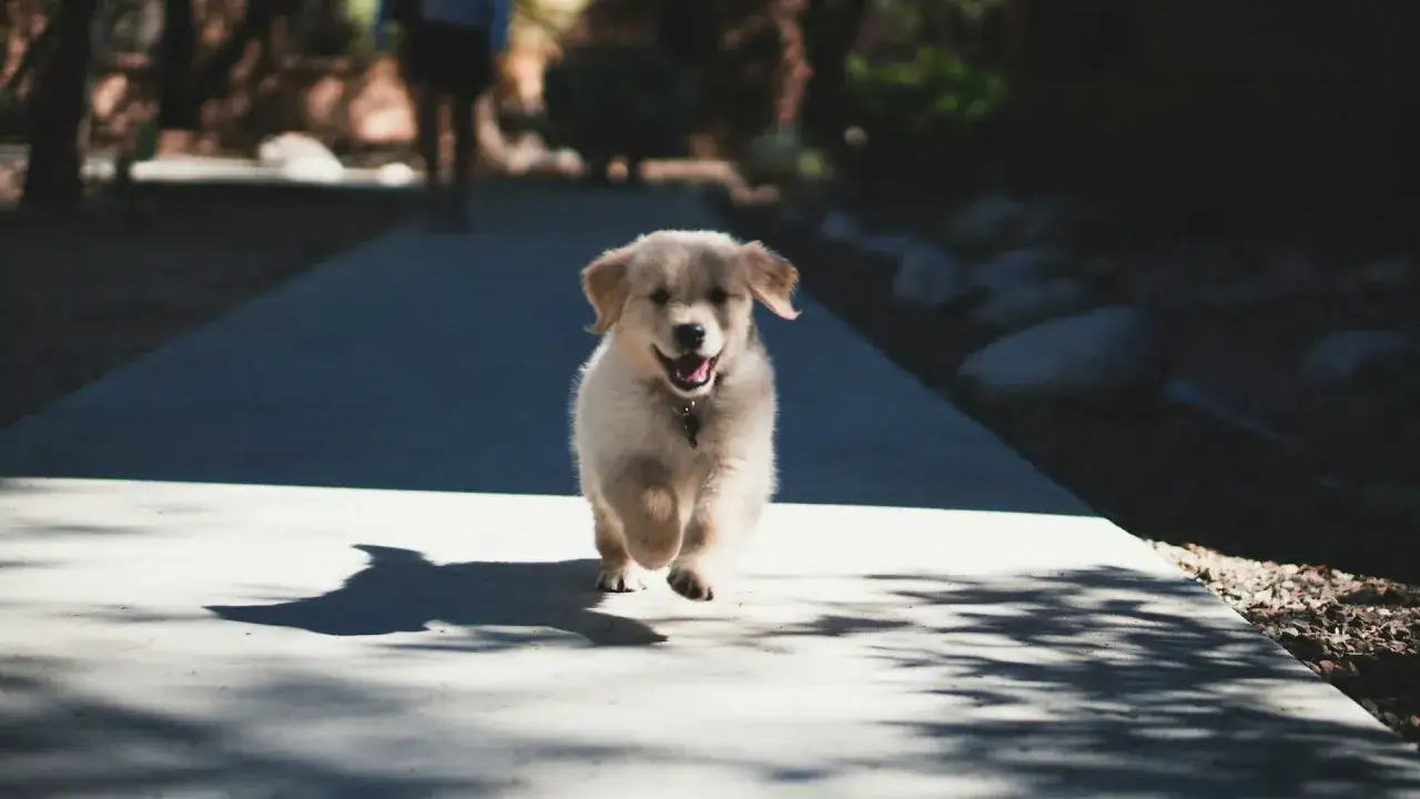 Szczeniak golden retriever biegnie radośnie po ścieżce. To jego pierwszy spacer ze szczeniakiem, pełen ekscytacji i nowych odkryć.