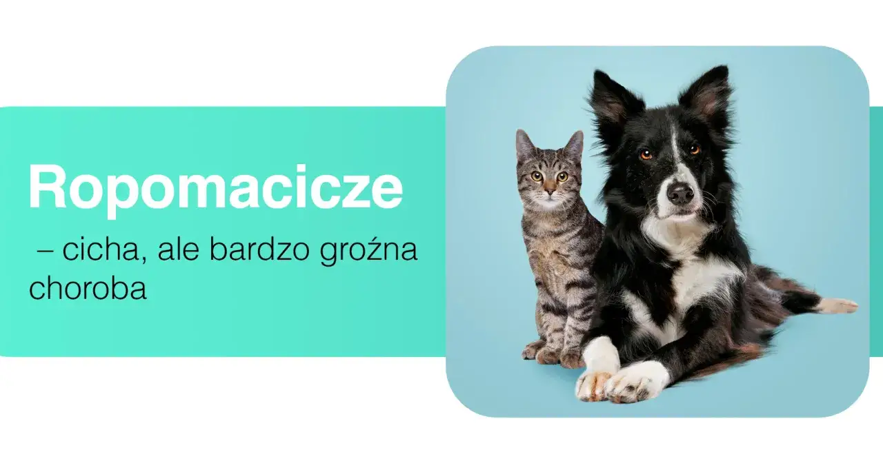 Ropomacicze u kotki to cicha, ale groźna choroba. Na zdjęciu kot i pies.